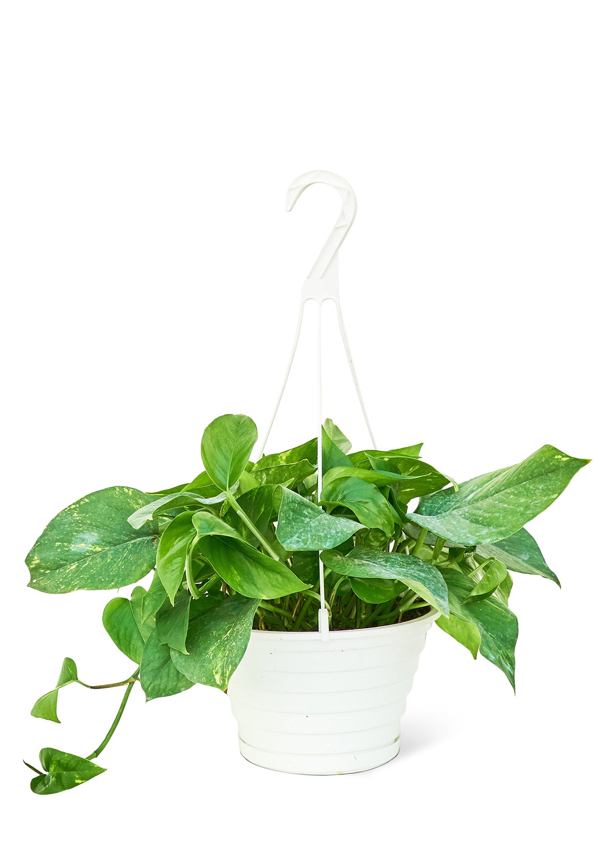 Golden Pothos, Large