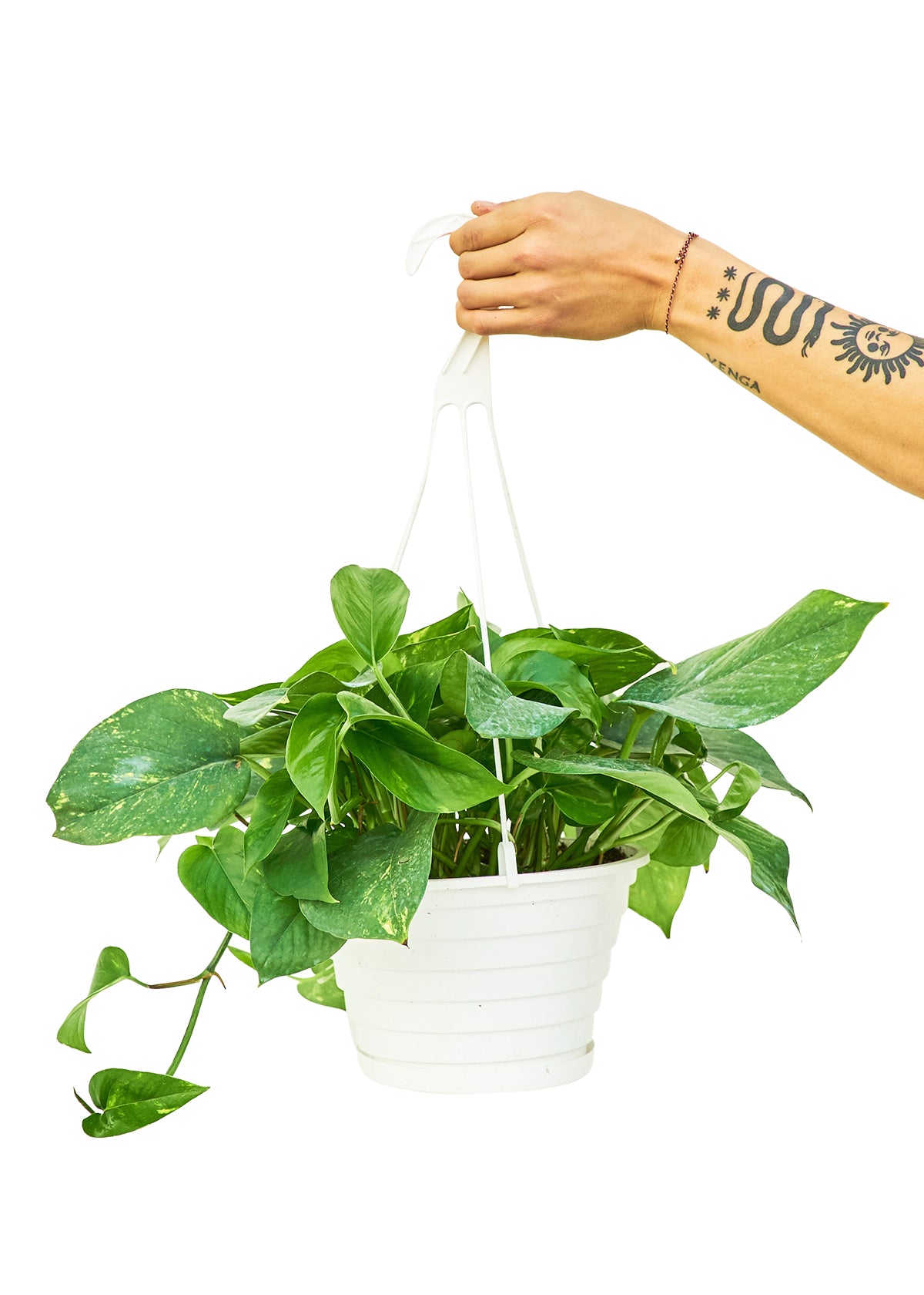 Golden Pothos, Large